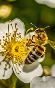 Preview wallpaper bee, flower, pollen, macro, spring