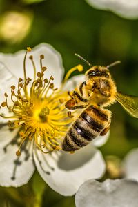 Preview wallpaper bee, flower, pollen, macro, spring