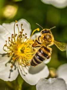 Preview wallpaper bee, flower, pollen, macro, spring