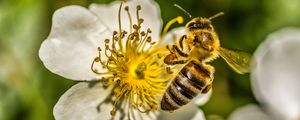 Preview wallpaper bee, flower, pollen, macro, spring