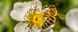 Preview wallpaper bee, flower, pollen, macro, spring