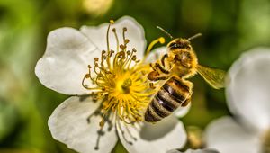 Preview wallpaper bee, flower, pollen, macro, spring