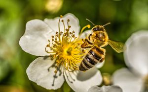 Preview wallpaper bee, flower, pollen, macro, spring