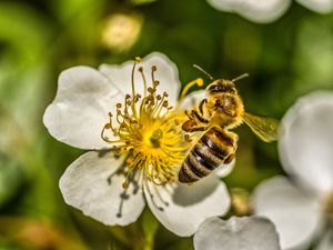 Preview wallpaper bee, flower, pollen, macro, spring