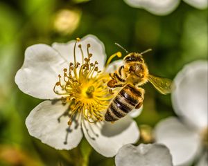 Preview wallpaper bee, flower, pollen, macro, spring