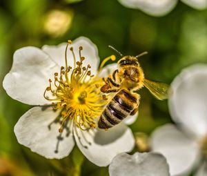 Preview wallpaper bee, flower, pollen, macro, spring