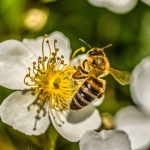 Preview wallpaper bee, flower, pollen, macro, spring