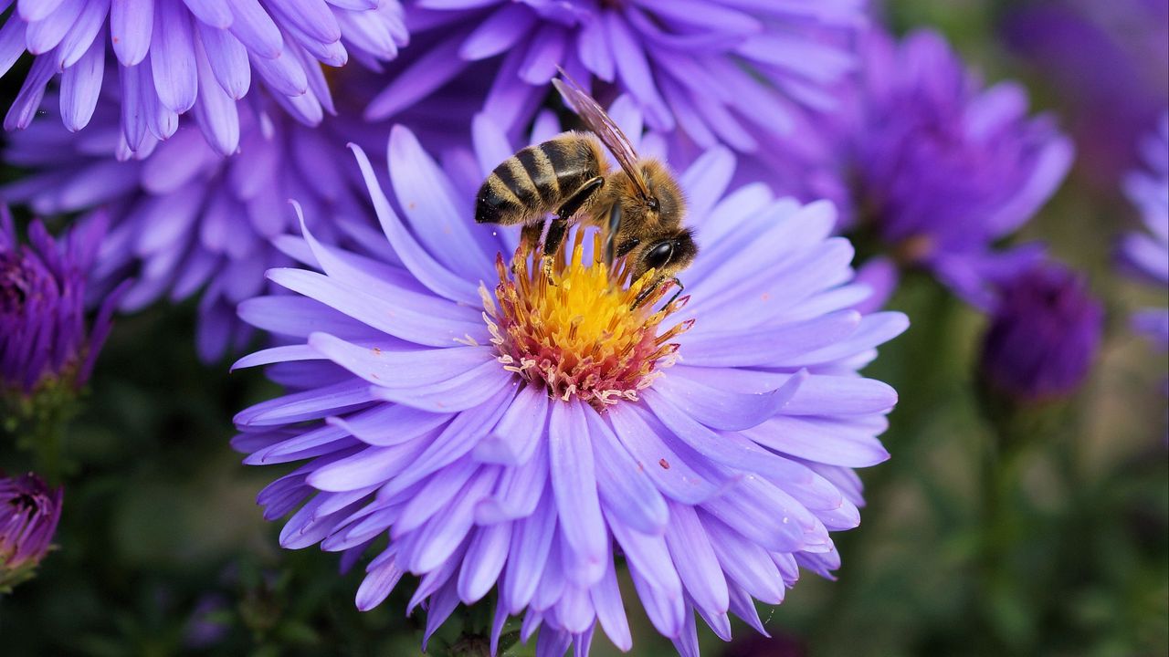 Wallpaper bee, flower, pollination