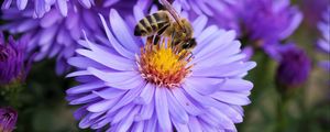 Preview wallpaper bee, flower, pollination