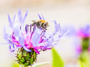 Preview wallpaper bee, flower, pollination