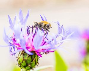 Preview wallpaper bee, flower, pollination