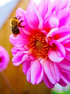 Preview wallpaper bee, flower, pollination, colorful