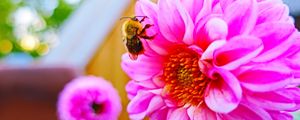 Preview wallpaper bee, flower, pollination, colorful