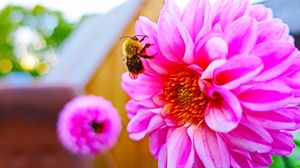 Preview wallpaper bee, flower, pollination, colorful