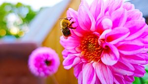 Preview wallpaper bee, flower, pollination, colorful