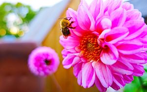 Preview wallpaper bee, flower, pollination, colorful