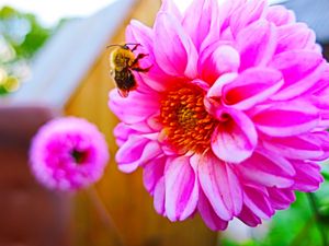 Preview wallpaper bee, flower, pollination, colorful