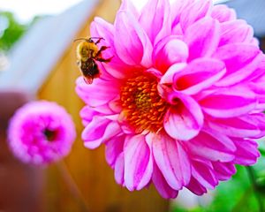 Preview wallpaper bee, flower, pollination, colorful