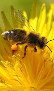 Preview wallpaper bee, flower, pollination, dandelion
