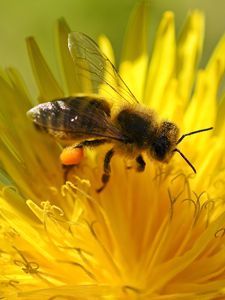 Preview wallpaper bee, flower, pollination, dandelion