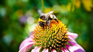 Preview wallpaper bee, flower, pollination, insect