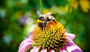 Preview wallpaper bee, flower, pollination, insect