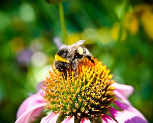 Preview wallpaper bee, flower, pollination, insect