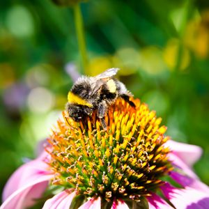 Preview wallpaper bee, flower, pollination, insect