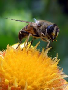 Preview wallpaper bee, flower, pollination, closeup