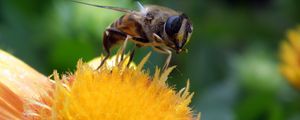 Preview wallpaper bee, flower, pollination, closeup