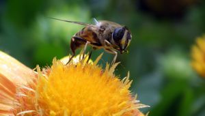 Preview wallpaper bee, flower, pollination, closeup