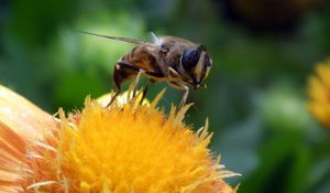 Preview wallpaper bee, flower, pollination, closeup