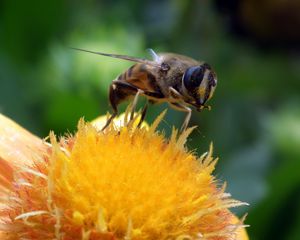 Preview wallpaper bee, flower, pollination, closeup