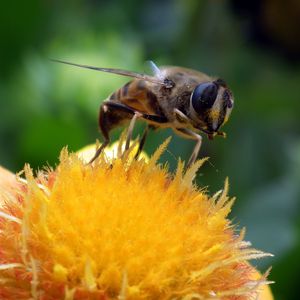 Preview wallpaper bee, flower, pollination, closeup