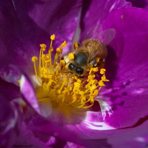 Preview wallpaper bee, flower, pollination