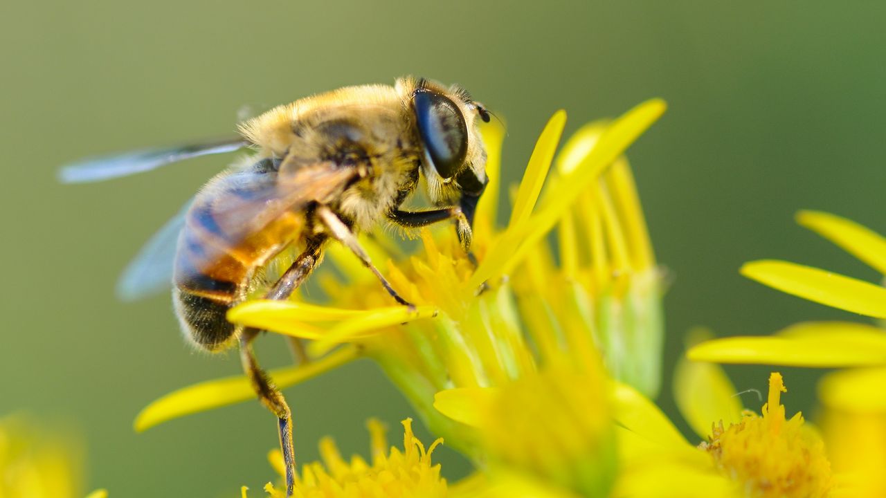 Wallpaper bee, flower, pollination, closeup