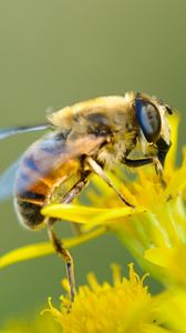 Preview wallpaper bee, flower, pollination, closeup