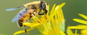 Preview wallpaper bee, flower, pollination, closeup