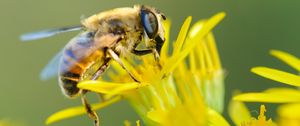 Preview wallpaper bee, flower, pollination, closeup