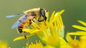 Preview wallpaper bee, flower, pollination, closeup