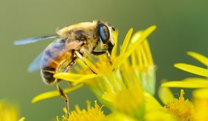 Preview wallpaper bee, flower, pollination, closeup