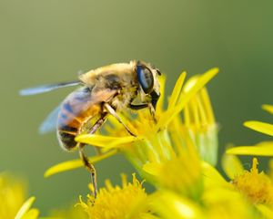 Preview wallpaper bee, flower, pollination, closeup