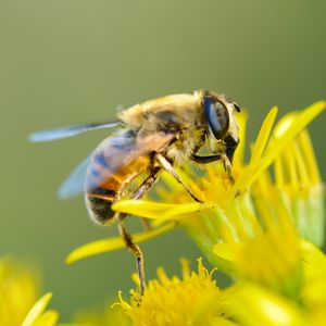 Preview wallpaper bee, flower, pollination, closeup