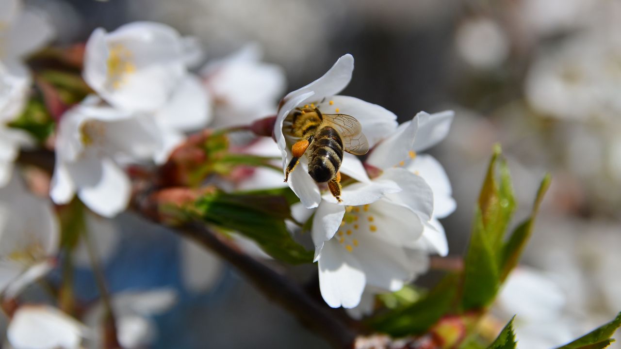 Wallpaper bee, flower, pollination, cherry