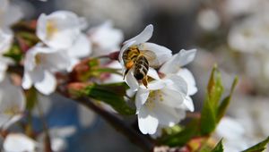 Preview wallpaper bee, flower, pollination, cherry