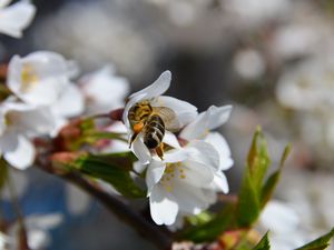 Preview wallpaper bee, flower, pollination, cherry