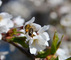 Preview wallpaper bee, flower, pollination, cherry
