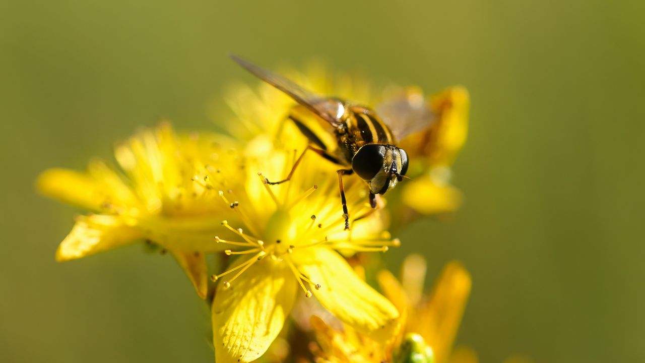 Wallpaper bee, flower, pollination, yellow