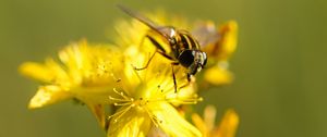 Preview wallpaper bee, flower, pollination, yellow