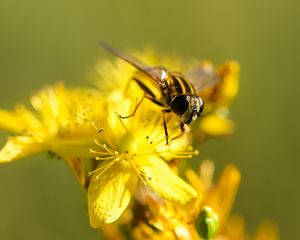 Preview wallpaper bee, flower, pollination, yellow